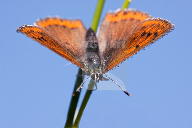 Rode Vuurvlinder in de vegetatie, Purple-edged Copper in the vegetation stock-image by Agami/Theo Douma,