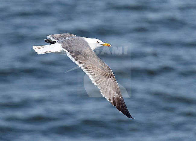 Fourth calender year Lesser Black-backed Gull (Larus fuscus) in the Netherlands. In flight over the North Sea. stock-image by Agami/Marc Guyt,