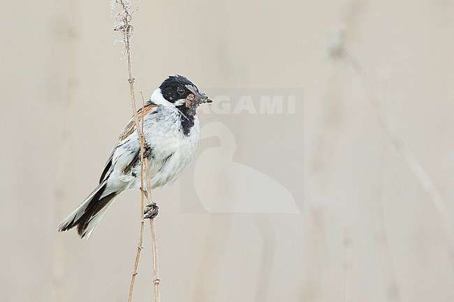 Reed Bunting - Rohrammer - Emberiza schoeniclus ssp. schoeniclus, Russia, adult male stock-image by Agami/Ralph Martin,