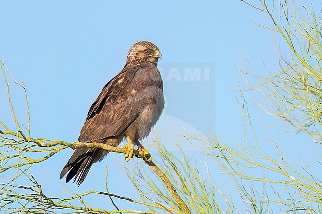 Immature (dark morph)
San Diego Co., CA
April 2023 stock-image by Agami/Brian E Small,