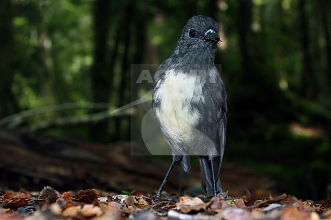 Nieuw Zeeland-vliegenvanger; South Island Robin; Petroica australis stock-image by Agami/Martijn Verdoes,