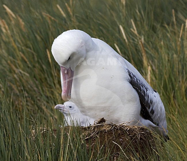 Snowy (Wandering) Albatross on its nest; Grote Albatros op zijn nest stock-image by Agami/Marc Guyt,