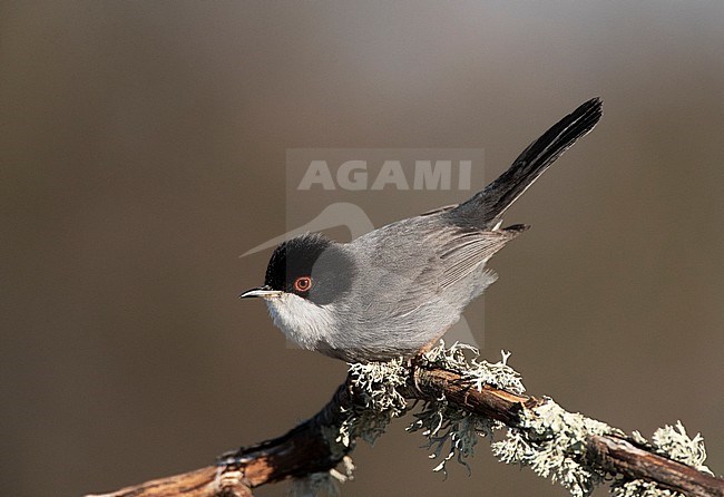 Male Sardinian Warbler (Sylvia melanocephala) in Extremadura, Spain. Perched on a moss covered branch. stock-image by Agami/Marc Guyt,
