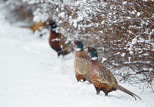 Common Pheasant male (Phasianus colchicus) in the snow, Kauhajoki Finland January 2015 stock-image by Agami/Markus Varesvuo,