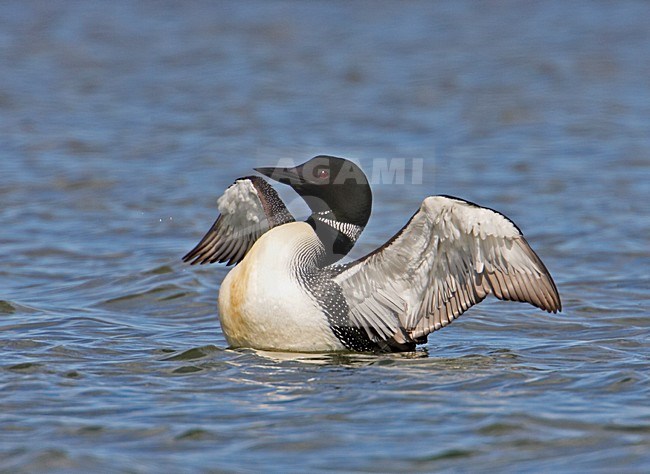 Great Northern Loon adult swimming; IJsduiker volwassen zwemmend stock-image by Agami/Markus Varesvuo,