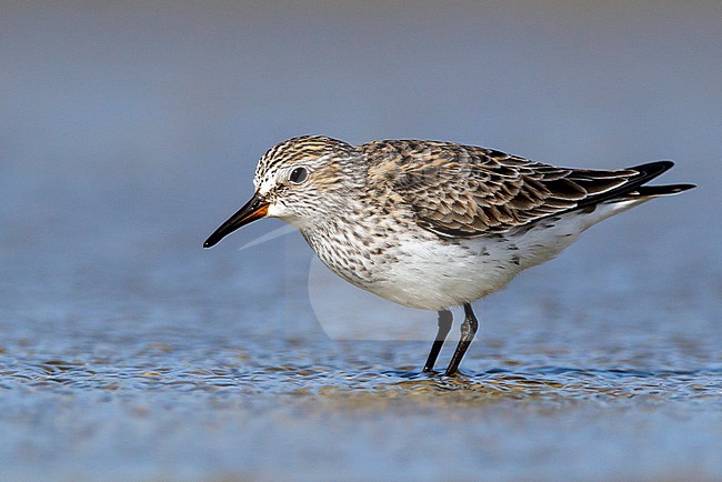 Adult breeding
Galveston Co., TX
April 2012 stock-image by Agami/Brian E Small,