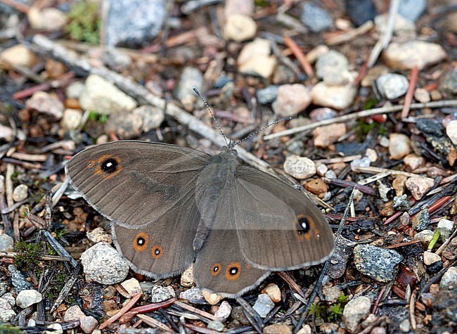 Large Wall Brown, Lasiommata maera, male stock-image by Agami/Dick Forsman,