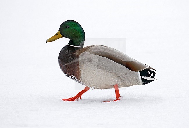 Male Mallard (Anas platyrhynchos) walking on snow covered ground in Kushiro, Japan. stock-image by Agami/Pete Morris,