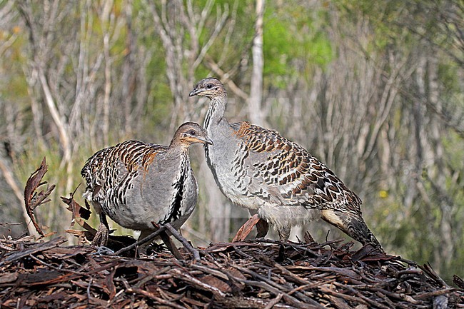 Thermometervogel in zuid Australie; Malleefowl (Leipoa ocellata) in Southern Australia stock-image by Agami/Pete Morris,
