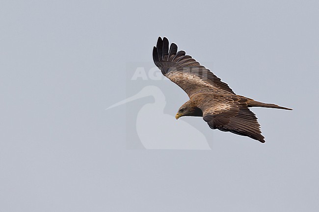  stock-image by Agami/Mathias Putze,