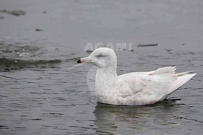  stock-image by Agami/Chris van Rijswijk,