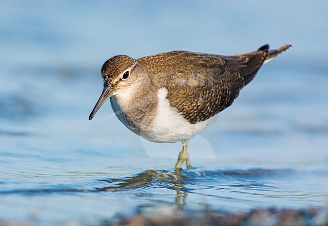 Oeverloper foeragerend, Common Sandpiper foraging stock-image by Agami/Hans Germeraad,