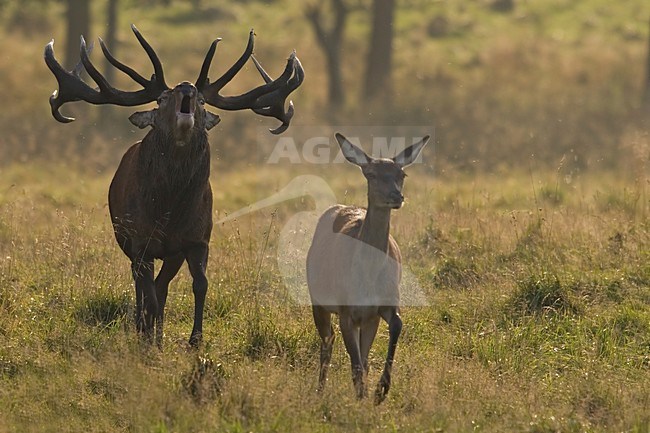 Red Deer male roaring; Edelhert man burlend stock-image by Agami/Han Bouwmeester,