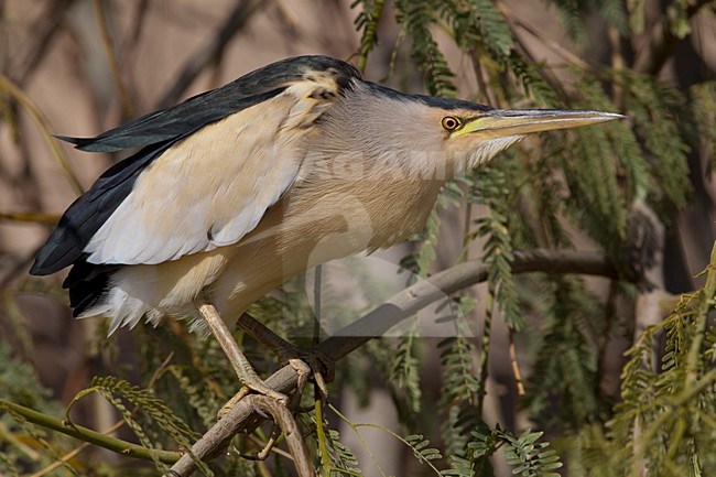 Woudaapje; Little Bittern; Ixobrychus minutus stock-image by Agami/Daniele Occhiato,