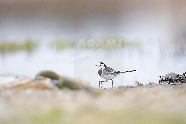 White wagtail (Motacilla alba) walking on the shore of a pond, in Brittany, France. stock-image by Agami/Sylvain Reyt,