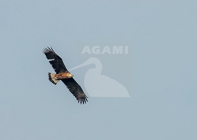 Adult Pallas’s Fish Eagle (Haliaeetus leucoryphus) in flight, also known as Pallas's sea eagle or Band-tailed fish eagle. stock-image by Agami/Marc Guyt,
