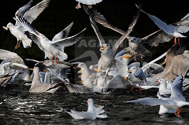 Gevoerde meeuwen; feesing gulls stock-image by Agami/Chris van Rijswijk,