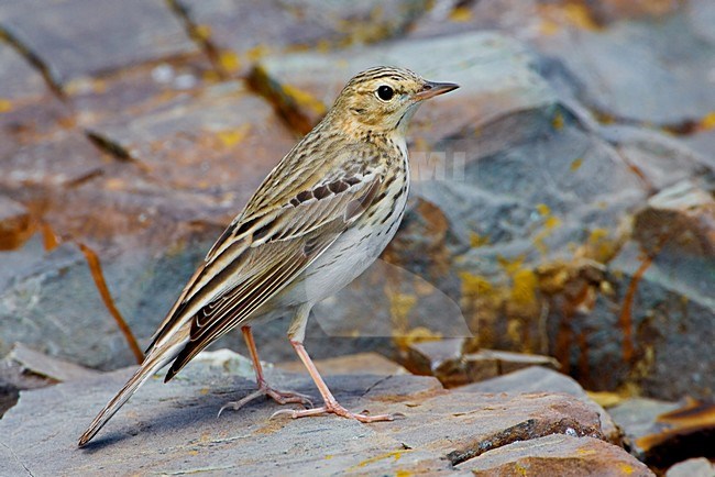 Zittende Boompieper; Tree Pipit perched stock-image by Agami/Daniele Occhiato,