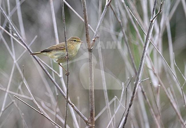 Iberian Chiffchaff (Phylloscopus ibericus) perched in small bush in Northern Spain. stock-image by Agami/Dani Lopez-Velasco,
