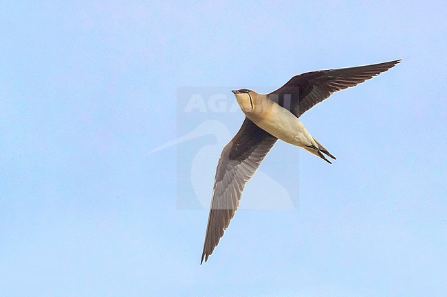 Vorkstaartplevier; Black-winged Pratincole; Glareola nordmanni stock-image by Agami/Daniele Occhiato,