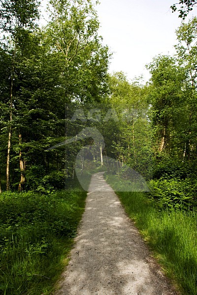 Schiermonnikoog, Nederland / Netherlands stock-image by Agami/Marc Guyt,