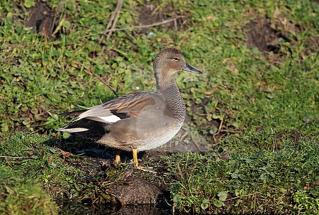 Gadwall (Mareca strepera), first winter standing, seen from the side. stock-image by Agami/Fred Visscher,