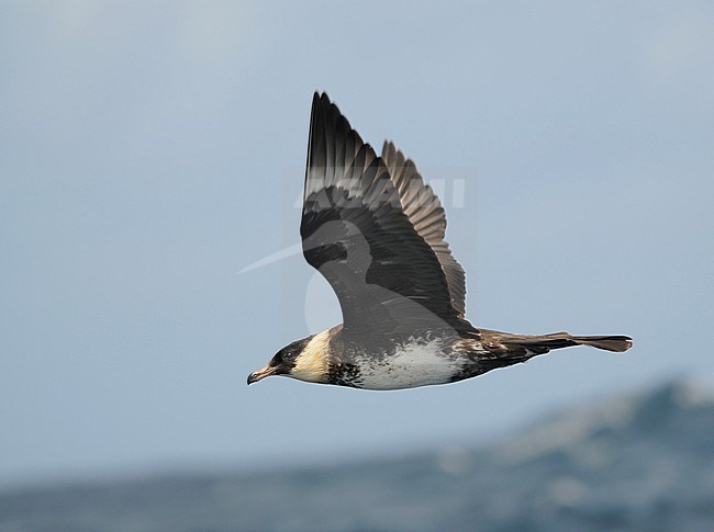 Adult Pomarine Skua (Stercorarius pomarinus) in flight over the Altantic ocean off the coast of northern Spain in the Bay of Biscay. Showing under wing pattern. stock-image by Agami/Dani Lopez-Velasco,