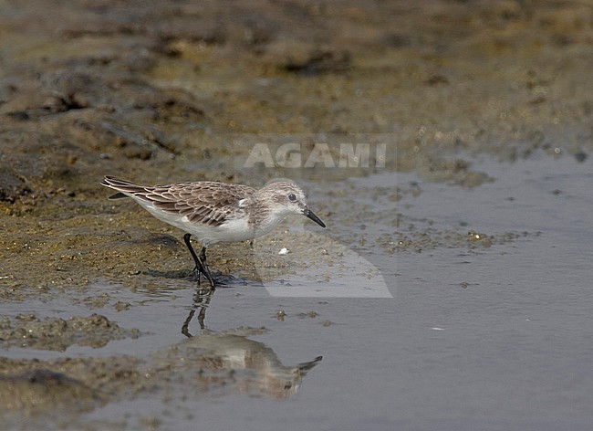Adult winter Red-necked Stint (Calidris ruficollis) foraging on a salt pan along the coast of the Gulf of Thailand stock-image by Agami/Edwin Winkel,