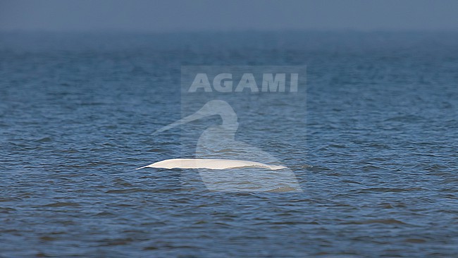 Beluga Whale (Delphinapterus leucas) swimming off Julianadorp, Noord Holland, the Netherlands. stock-image by Agami/Vincent Legrand,
