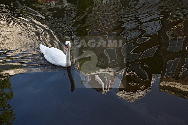Knobbelzwaan paar zwemmend in Amsterdamse gracht; Mute Swan pair swimming in Amsterdam canals stock-image by Agami/Marc Guyt,