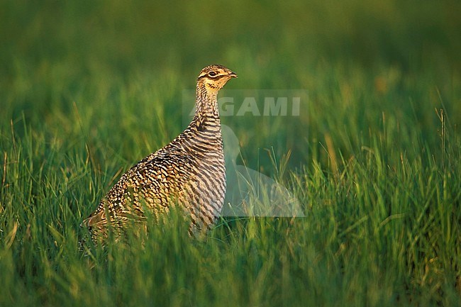 Adult female Greater Prairie Chicken, Tympanuchus cupido) standing in fresh spring grassy meadow in Clay Co., Minesotta, USA. stock-image by Agami/Brian E Small,
