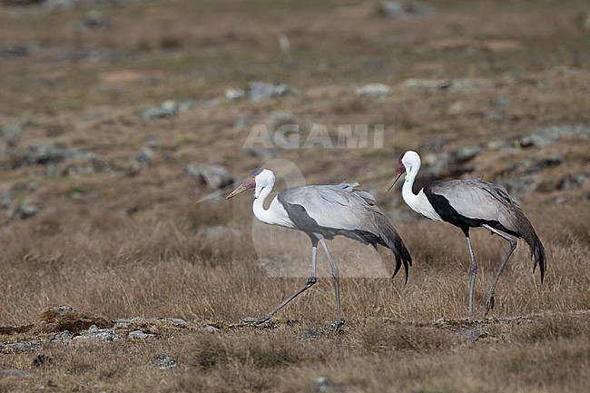 a couple of wattled cranes (Grus carunculata) walking high up on the Sanetti Plateau of the Bale Mountains in Ethiopia stock-image by Agami/Mathias Putze,