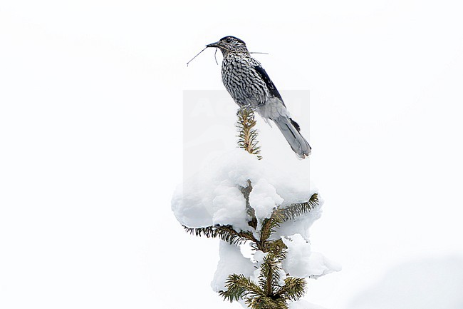 Kashmir nutcracker (Nucifraga multipunctata) in India. Perched in a snow covered tree. Also known as large-spotted nutcracker. stock-image by Agami/Dani Lopez-Velasco,