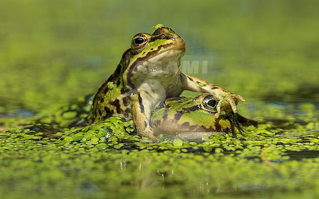 Green frog unknown, (Pelophylax spec.), two frogs together, one on top of the other stock-image by Agami/Lennart Verheuvel,