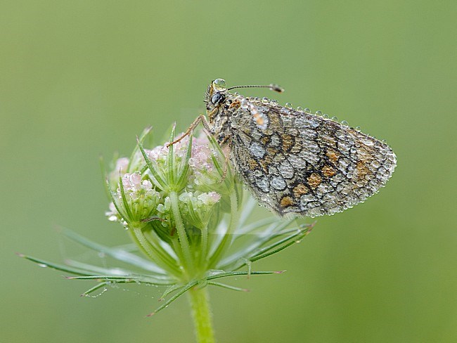 Heath Fritillary (Melitaea athalia) resting on top of small flower in Mercantour in France, against a natural green colored background. stock-image by Agami/Iolente Navarro,