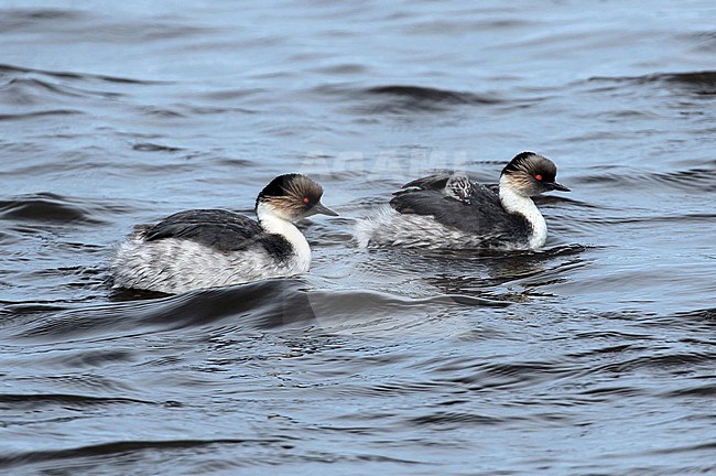 Silvery Grebes carry a young on their backs stock-image by Agami/Jacques van der Neut,