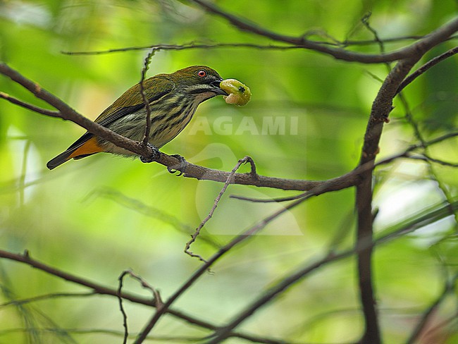 Yellow-vented Flowerpecker (Dicaeum chrysorrheum) in Vietnam. stock-image by Agami/James Eaton,