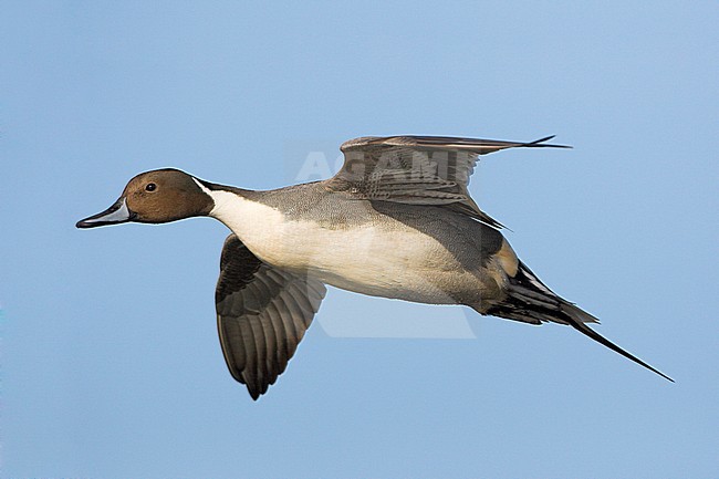 Northern Pintail (Anas acuta) flying in Victoria, BC, Canada. stock-image by Agami/Glenn Bartley,