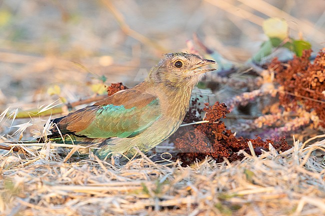 European Roller (Coracias garrulus), recently fledged juvenile crouched on the ground, Campania, Italy stock-image by Agami/Saverio Gatto,