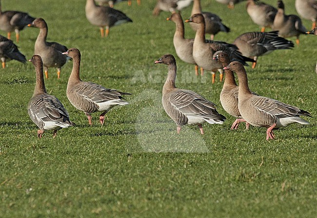 Pink-footed Goose (Anser brachyrhynchus), a group walking, seen from the side, in front of a group tundra bean goose. stock-image by Agami/Fred Visscher,