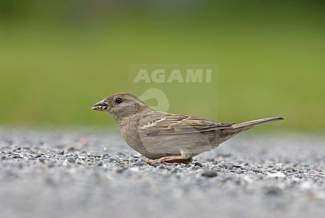 Vrouwtje Huismus; Female House Sparrow stock-image by Agami/Jari Peltomäki,