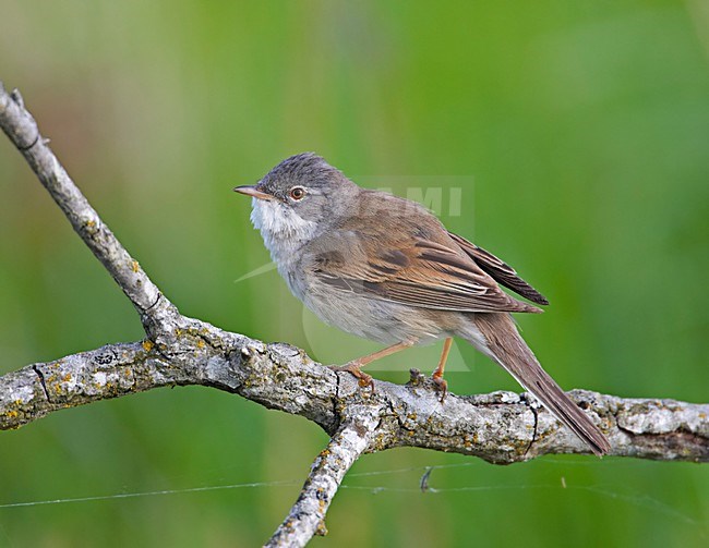 Common Whitethroat adult perched on branch; Grasmus volwassen zittend op tak stock-image by Agami/Markus Varesvuo,