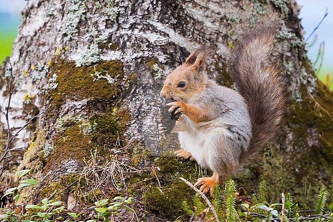 Red Squirrel (Sciurus vulgaris), adult feeding on a pine cone stock-image by Agami/Saverio Gatto,