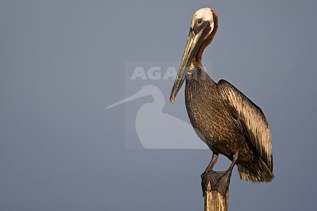 Bruine Pelikaan volwassen op paal Mexico, Brown Pelican adult at pole Mexico stock-image by Agami/Wil Leurs,