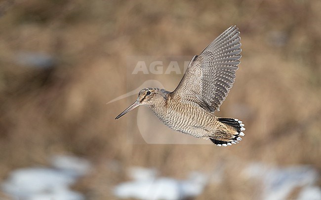 Eurasian Woodcock (Scolopax rusticola) sideview of a bird in flight against background showing underwing at Blåvand, Denmark stock-image by Agami/Helge Sorensen,