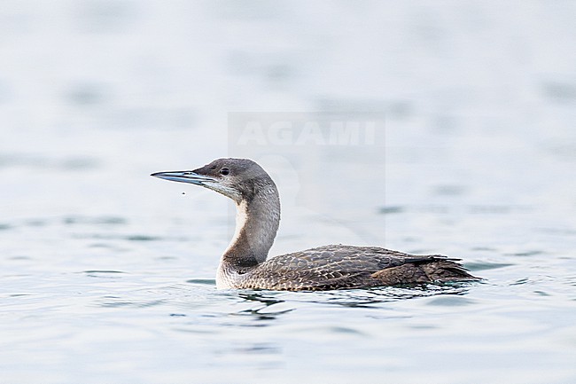 stock-image by Agami/Menno van Duijn,