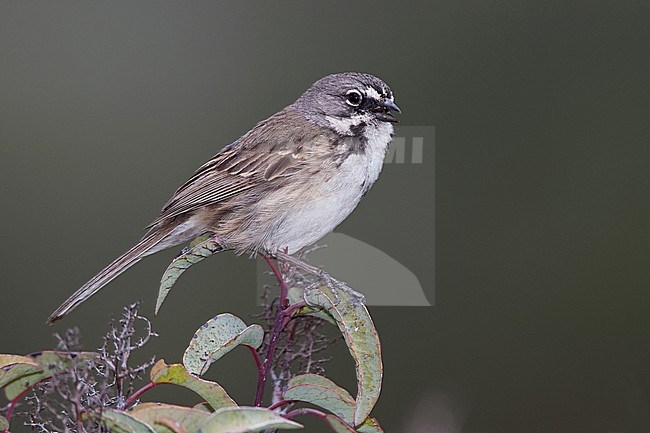 Adult 
San Diego Co., CA 
April 2010 stock-image by Agami/Brian E Small,