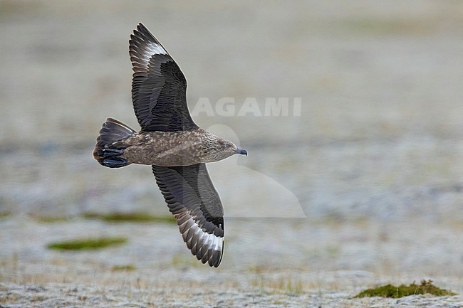 Great Skua (Stercorarius skua), side view of an adult in flight, Southern Region, Iceland stock-image by Agami/Saverio Gatto,