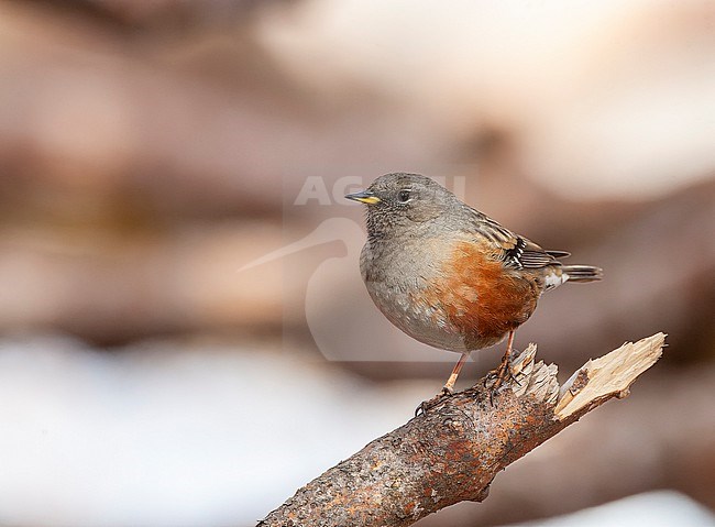 Alpine accentor (Prunella collaris nipalensis) near Pangot, central Himalayas, India. Possibly this subspecies. stock-image by Agami/Marc Guyt,