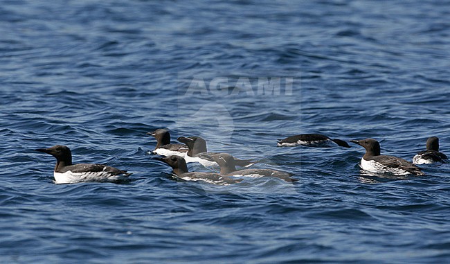 Common Guillemot, Uria aalge, at Varanger, Norway stock-image by Agami/Helge Sorensen,